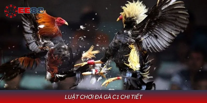 Tổng hợp luật chơi đá gà c1 chi tiết nhất
