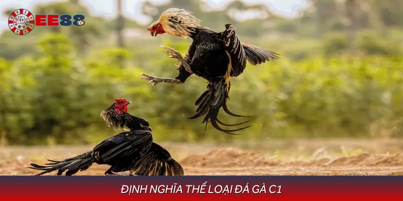 Lý giải về trận đấu đá gà C1