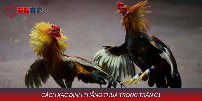 Cách xác định gà thắng thua theo luật chơi đá gà c1