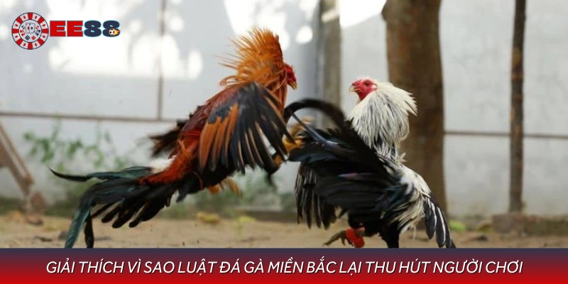 Điểm khác biệt nổi bật trong luật đá gà miền Bắc