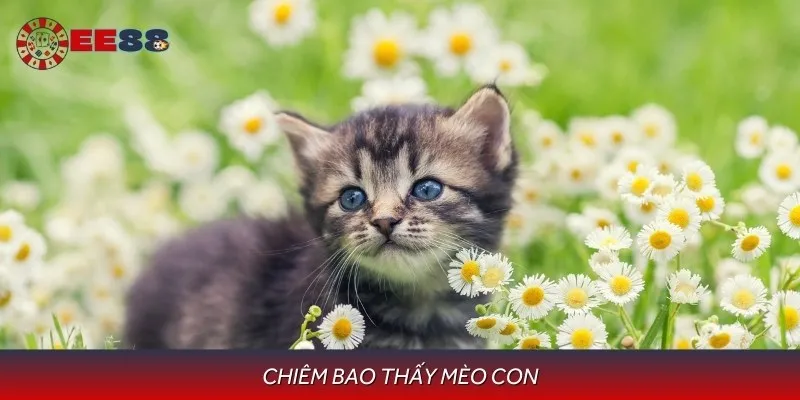 Chiêm bao thấy mèo con là dấu hiệu tích cực về tương lai