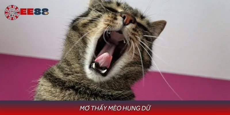 Mộng thấy mèo hung dữ chỉ những xung đột trong cuộc sống