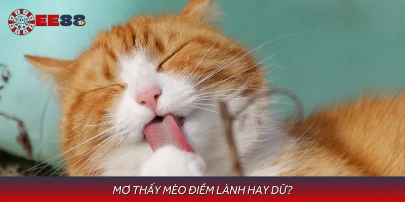 Ngủ mơ thấy mèo có thể là điềm lành hoặc dữ tuỳ vào từng tình huống