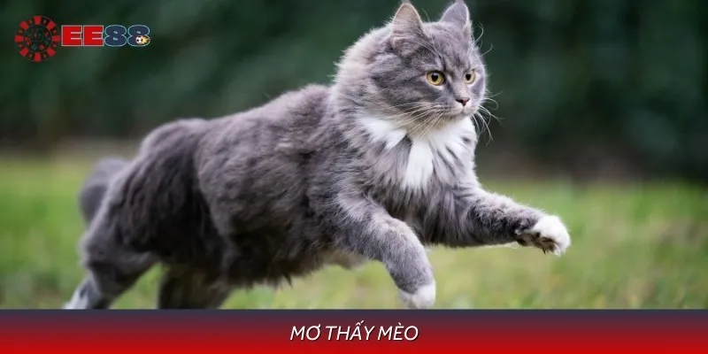 Giải Mã Giấc Mơ Thấy Mèo Và Hé Lộ Những Con Số Tài Lộc