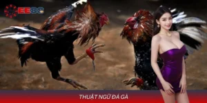 Thuật Ngữ Đá Gà Khái Niệm Cơ Bản Trong Đá Gà Truyền Thống
