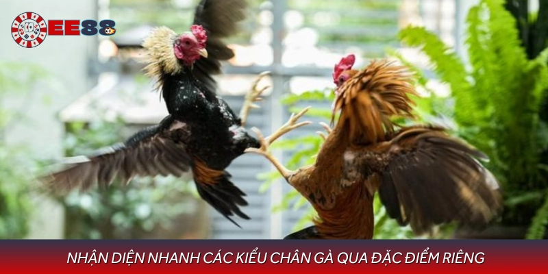 Hướng dẫn cách nhận biết các kiểu chân gà dễ hiểu