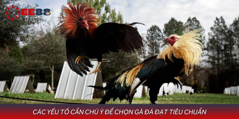 Những lưu ý quan trọng khi chọn mua gà đá chất lượng
