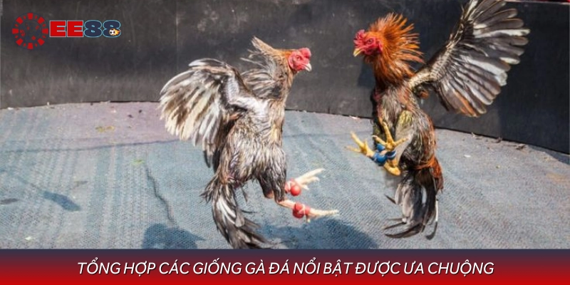Giới thiệu những giống gà đá phổ biến nhất hiện nay