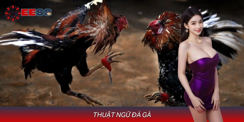 Thuật Ngữ Đá Gà Khái Niệm Cơ Bản Trong Đá Gà Truyền Thống