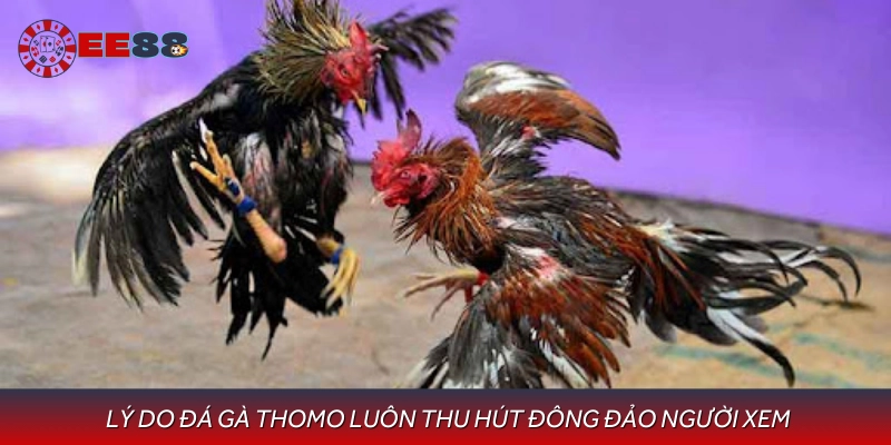 Giới thiệu sức hút đặc biệt của đá gà Thomo Campuchia