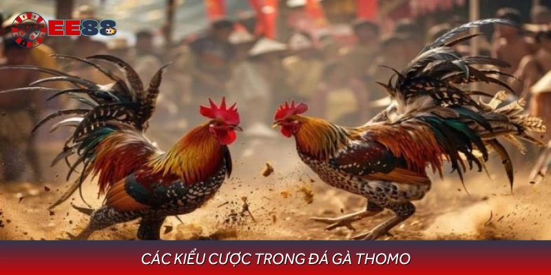 Chia sẻ mẹo quan trọng giúp theo dõi trực tiếp đá gà Thomo hiệu quả