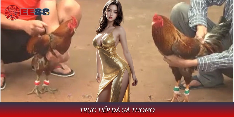 Trực Tiếp Đá Gà Thomo Đầy Kịch Tính Trên Nhà Cái Online EE88